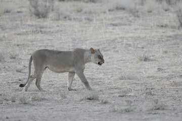 Lioness walking over dry Kalahari Desert sand