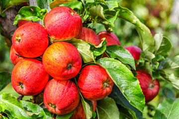 Red apples on a tree.Ripe Apples in the Apple Orchard before Harvesting. Apple orchard. Basket of Apples.Morning shot