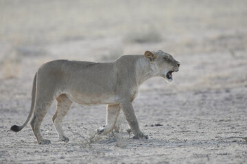 Lioness walking over dry Kalahari Desert sand while roaring