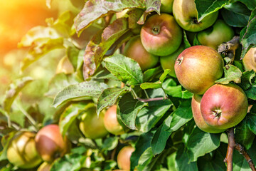Apples on a tree.Ripe Apples in the Apple Orchard before Harvesting. Apple orchard. Basket of Apples.Morning shot