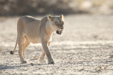 Lioness walking over dry Kalahari Desert sand