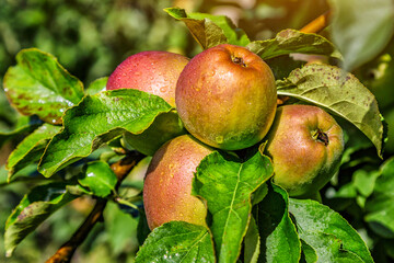Apples on a tree.Ripe Apples in the Apple Orchard before Harvesting. Apple orchard. Basket of Apples.Morning shot