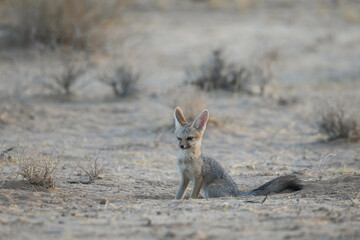 Cape fox resting on the arid Kalahari Sand