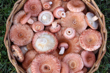 Wicker basket overflowing with freshly picked pink mushrooms on grass