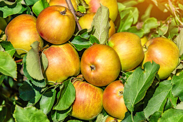 Apples on a tree.Ripe Apples in the Apple Orchard before Harvesting. Apple orchard. Basket of Apples.Morning shot