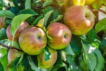 Apples on a tree.Ripe Apples in the Apple Orchard before Harvesting. Apple orchard. Basket of Apples.Morning shot