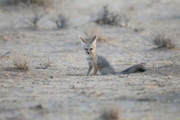 Young Cape fox sitting on the arid Kalahari sand while resting between play