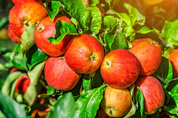 Red apples on a tree.Ripe Apples in the Apple Orchard before Harvesting. Apple orchard. Basket of Apples.Morning shot