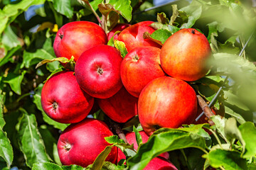 Red apples on a tree.Ripe Apples in the Apple Orchard before Harvesting. Apple orchard. Basket of Apples.Morning shot