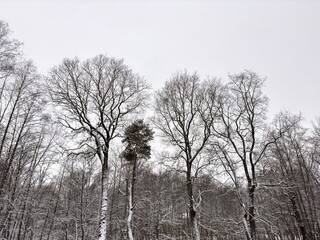 A serene winter forest covered in fresh snow, with tall bare trees creating a peaceful and quiet atmosphere. The branches are dusted with snow, standing against the overcast sky