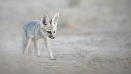 Cape fox walking in arid Kalahari Desert while looking for food