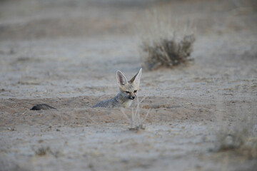 Cape fox feeling safe at its den in the dry Kalahari Desert sand