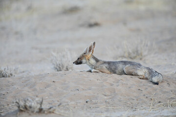 Cape fox resting on the arid Kalahari Sand