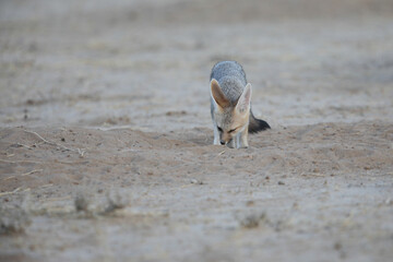 Cape fox feeling safe at its den in the dry Kalahari Desert sand