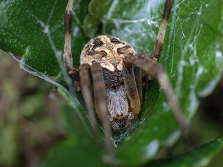 spider on a leaf