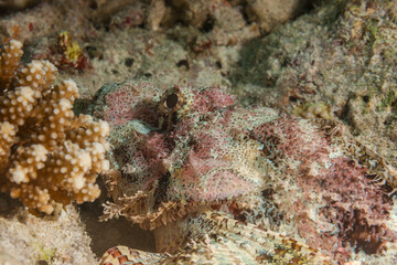 Maldives, Scorpionfish (Scorpaeninae fam.)