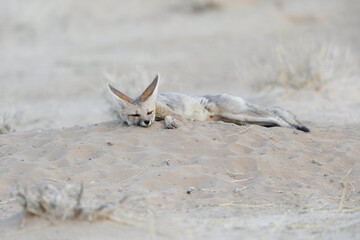 Cape fox wanting to take a short nap on the arid Kalahari Desert sand