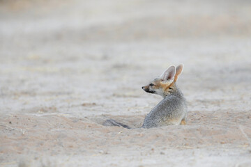 Cape fox feeling safe at its den in the dry Kalahari Desert sand