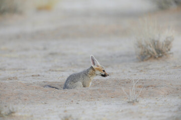 Cape fox feeling safe at its den in the dry Kalahari Desert sand