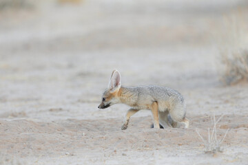 Cape fox walking in arid Kalahari Desert while looking for food