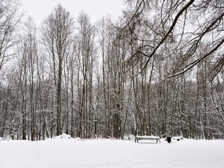 A serene winter forest covered in fresh snow, with tall bare trees creating a peaceful and quiet atmosphere. The branches are dusted with snow, standing against the overcast sky