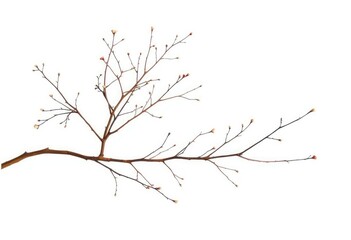 Fototapeta premium Delicate, bare branches isolated against a pure white backdrop, delicate, white background