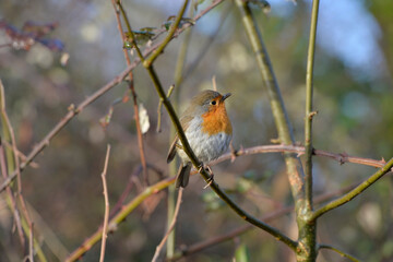 Young robin in its natural habitat