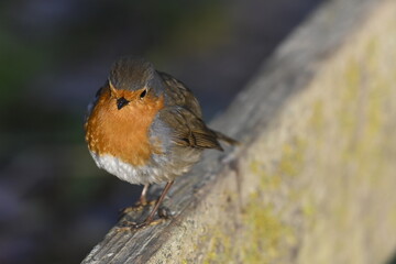 Young robin in its natural habitat