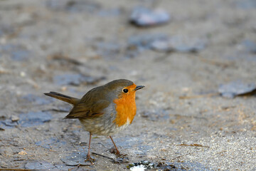 Young robin in its natural habitat