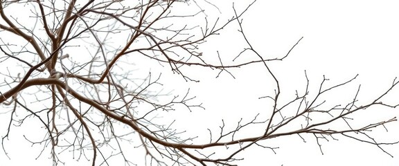 Obraz premium Intricate, bare branches isolated against a pure white backdrop, tree, isolated branch