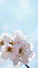 Flowers on an apple tree in spring