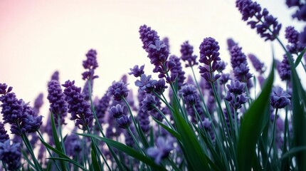 Naklejka premium Aromatic purple lavender flowers bloom beautifully in a field on a bright and sunny day.