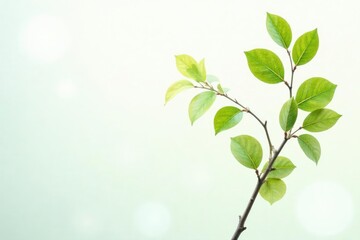 Fototapeta premium Delicate branches with leaves isolated on white background, isolated, white, nature elements