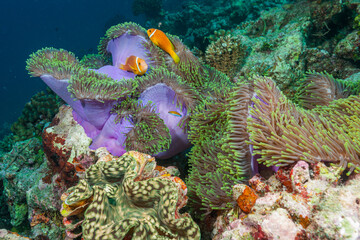 Maldives, Maldive Anemonefish (Amphiprion nigripes), Clownfish