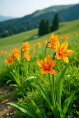 Obraz premium Fritillaria imperialis flowers blooming on a hillside, green meadow, orange yellow petals, imperial flowers