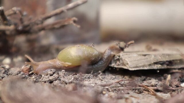 Close-up of a garden snail crawling on the ground with brown shell slime on its body. Time lapse of the crawling snail, Helix.