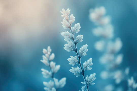 Frost-covered plants on a blurry teal background, winter scene.