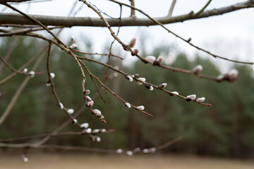 Budding Willow Branches Indicate Early Spring and Nature's Renewal, Featuring Soft Catkins...