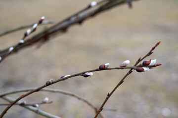 Close-up of willow branches with budding catkins in early spring, showcasing the delicate transformation and growth of nature's beauty in a serene outdoor setting