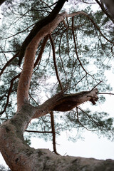 Upward view of a towering tree with sprawling branches, showcasing nature's intricate patterns in...