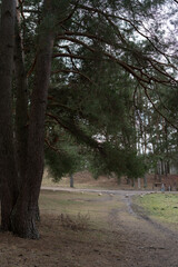 Fototapeta premium Serene Outdoor Pathway with Tall Pine Trees Overhead in a Peaceful Woodland Setting, Perfect for Nature Walks and Photography Enthusiasts Seeking Tranquility