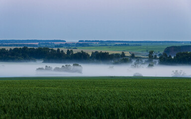 Foggy landscape
