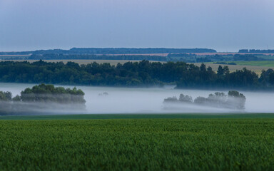 Foggy landscape
