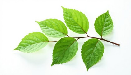 Fototapeta premium Single isolated branch with intricate details on white background, minimalist, leaf