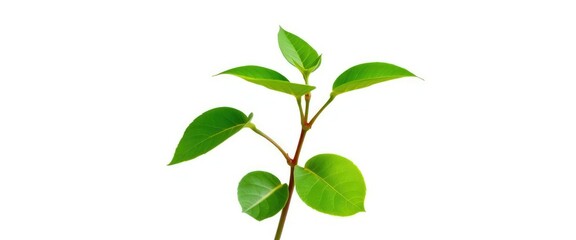Fototapeta premium Single vibrant green plant, isolated on pure white, detail, plant