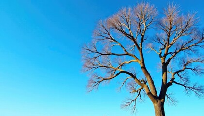 Tree with bare branches against a clear blue sky, winter, sky, blue