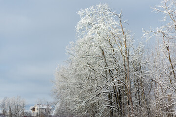 A tree covered in snow with a blue sky in the background
