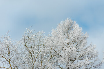 A tree covered in snow with a blue sky in the background