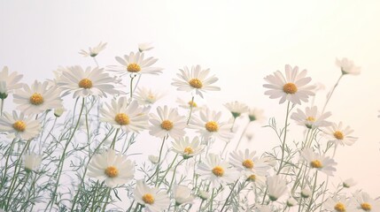 Fresh white daisies with a subtle gradient white background