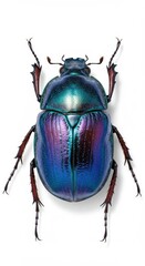Opalescent Blue and Purple Scarab Beetle with Intricate Textures